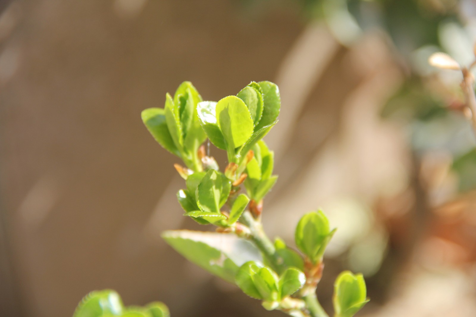 15531499299955.jpg 2.jpg