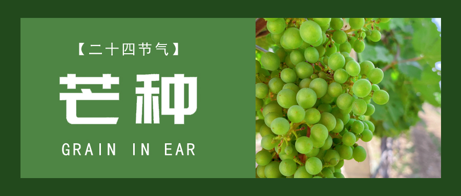 芒種 ▎忙終有獲，種得其所