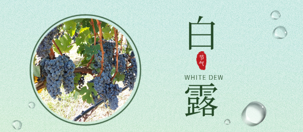 白露 ▎葡園循風(fēng)，奔赴一場(chǎng)秋色