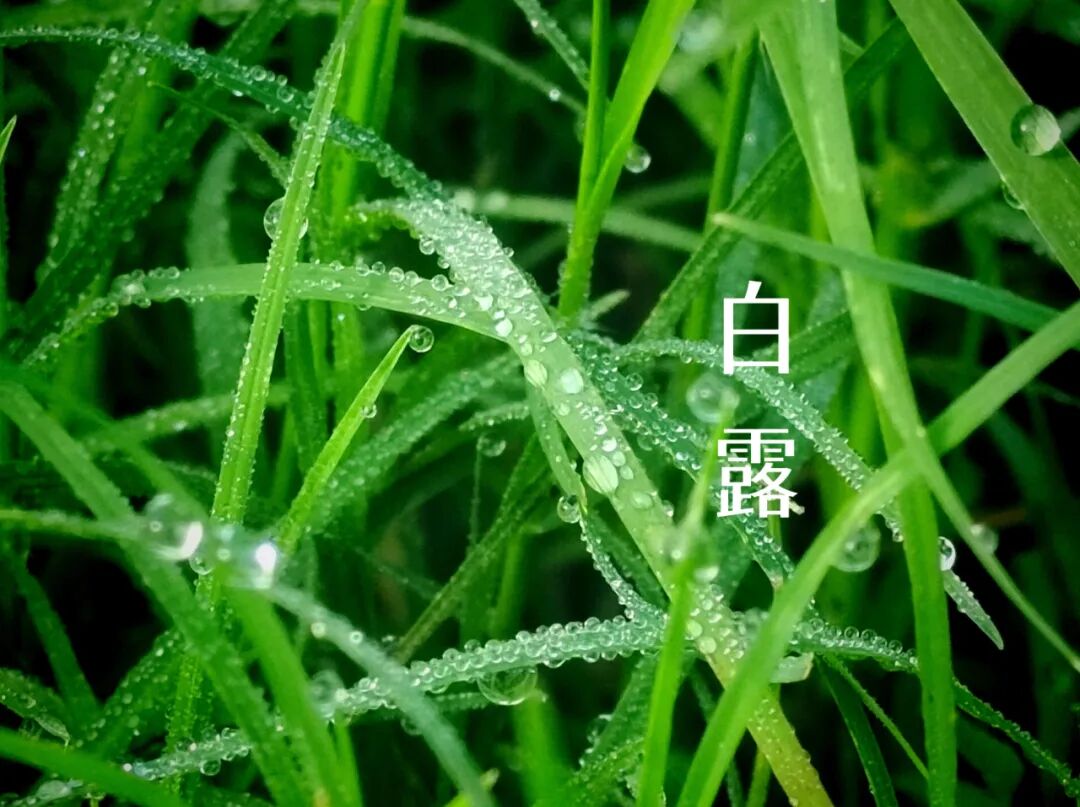 白露||霜凝秋意心自閑，歲月靜美福滿園